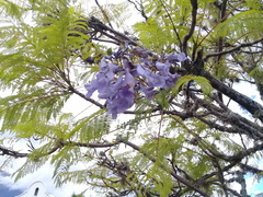 Jacaranda mimosifolia