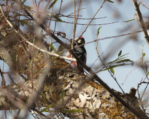 Great Spotted Woodpecker