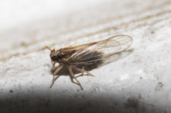 Muellerianella laminalis