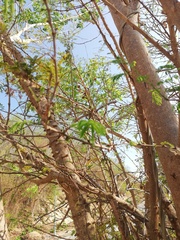 Piptadenia retusa