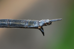 Somatochlora tenebrosa