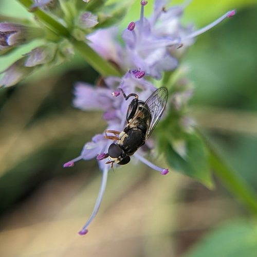 Thick-legged Hover Fly