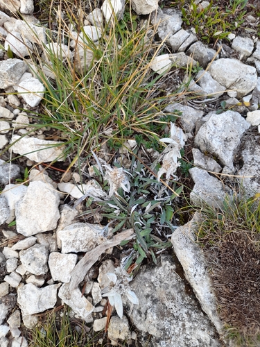 Edelweiss