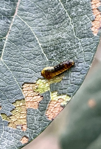 Cherry Slug Sawfly