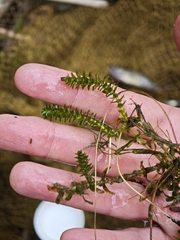(c) Igor Balashov, some rights reserved (CC BY) Elodea canadensis, photograph (c) Igor Balashov, some rights reserved (CC BY)