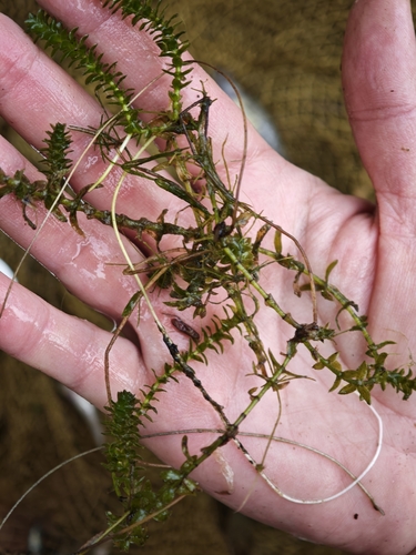 Elodea canadensis, photograph 4