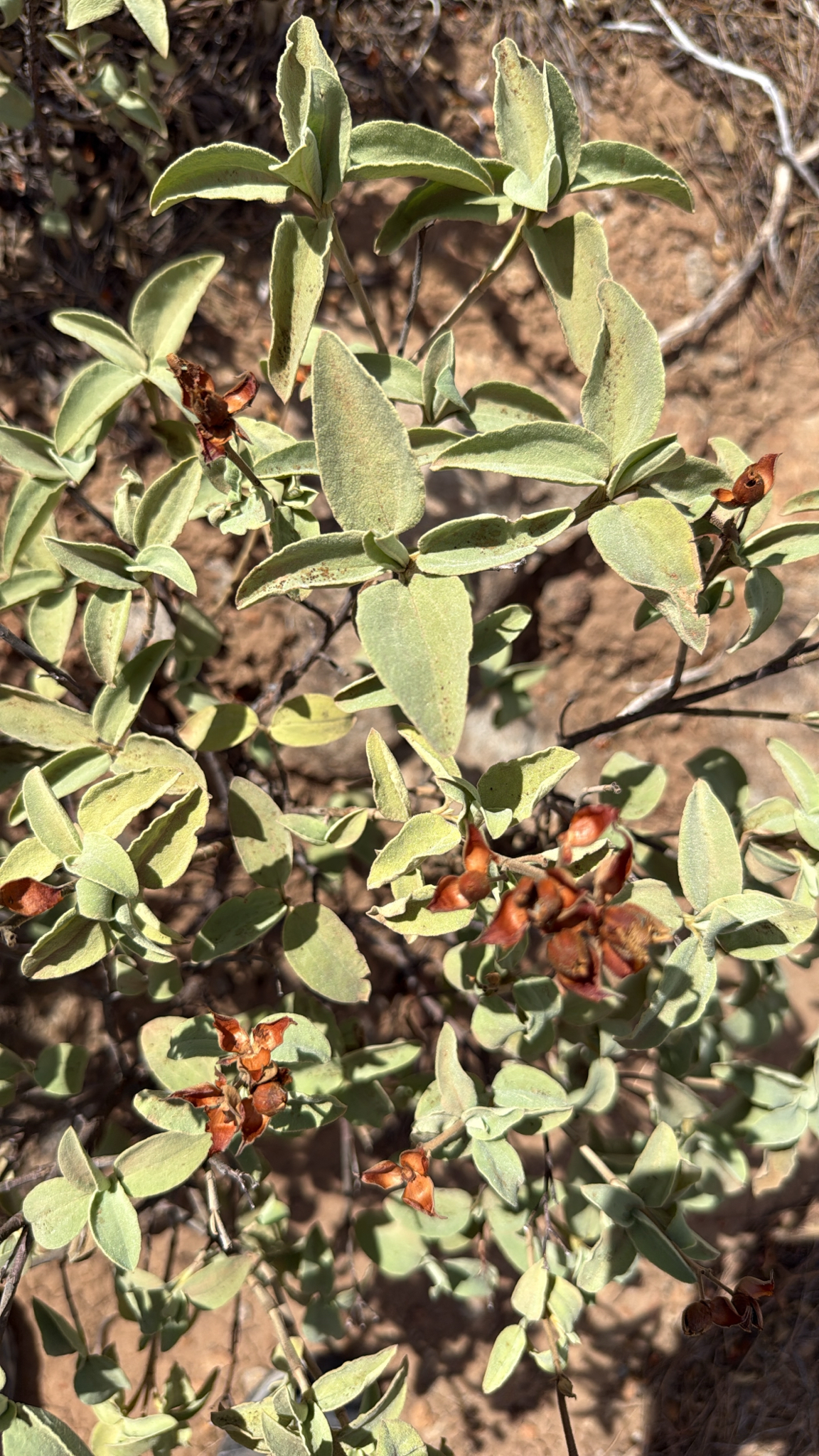 Cistus ocreatus