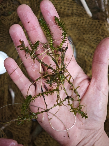 Elodea canadensis, photograph 5