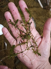 (c) Igor Balashov, some rights reserved (CC BY) Elodea canadensis, photograph (c) Igor Balashov, some rights reserved (CC BY)