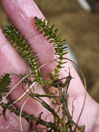 Elodea canadensis, photograph 6