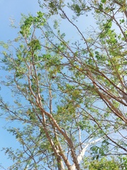 Piptadenia retusa