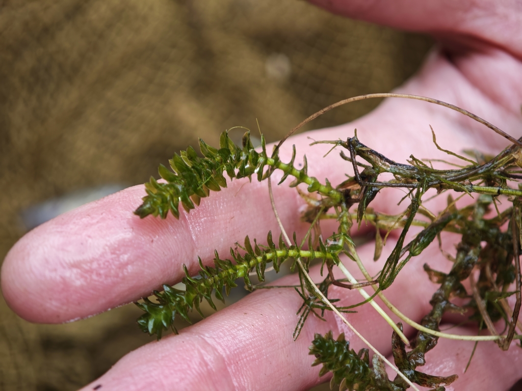 Elodea canadensis; photograph (c) Igor Balashov, some rights reserved (CC BY)