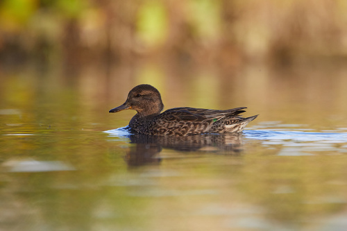 Green-winged Teal