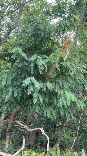 black locust