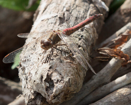Vagrant Darter