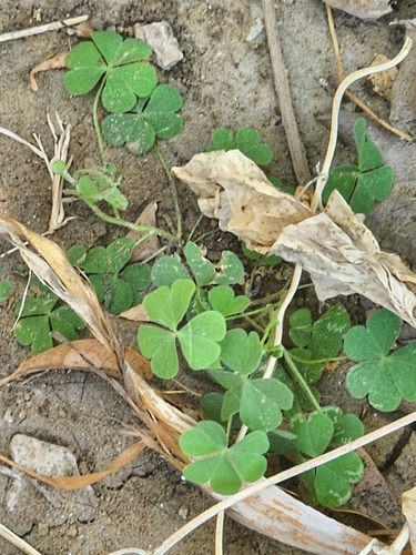 Creeping Woodsorrel