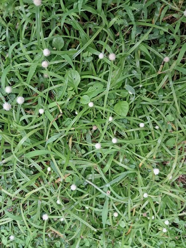 whitehead spikesedge