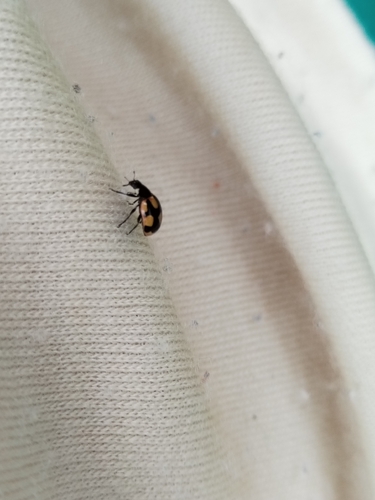 Hieroglyphic Lady Beetle