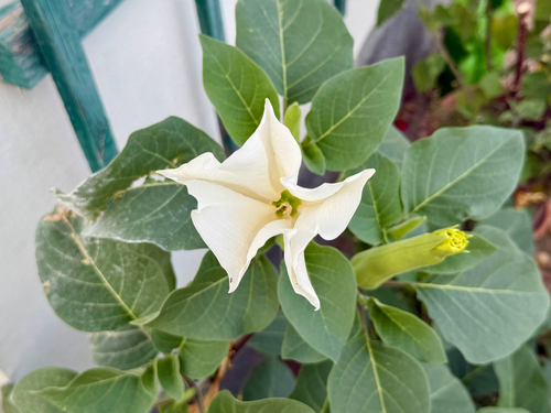 downy thorn-apple