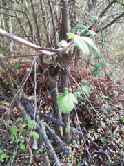 Amphipterygium glaucum