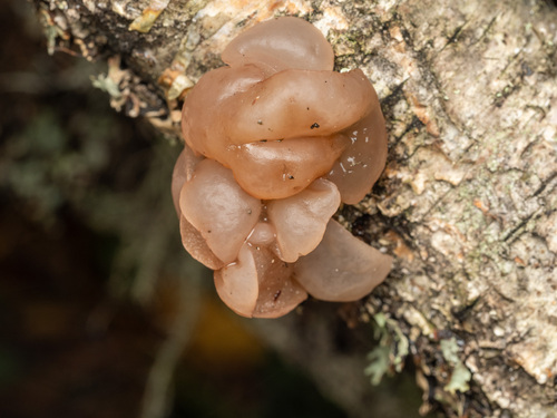 Beech Jelly-disc