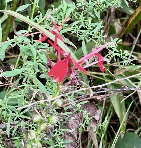 cardinal flower