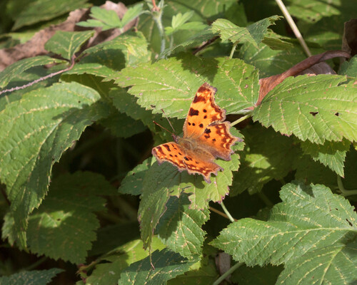 European Comma