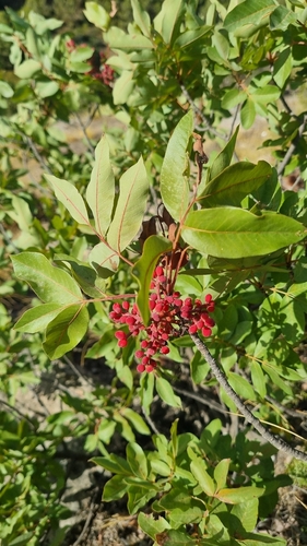 terebinth