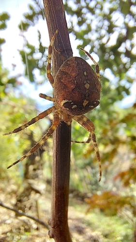 Cross Orbweaver