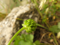 Ranunculus neapolitanus