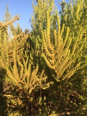 Arthrocaulon macrostachyum