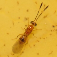 Cosmocomoidea morrilli