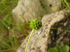 Ranunculus neapolitanus