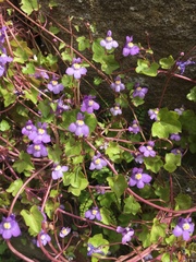 Cymbalaria muralis