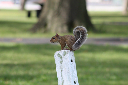 Eastern Gray Squirrel