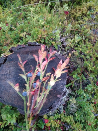 common bilberry