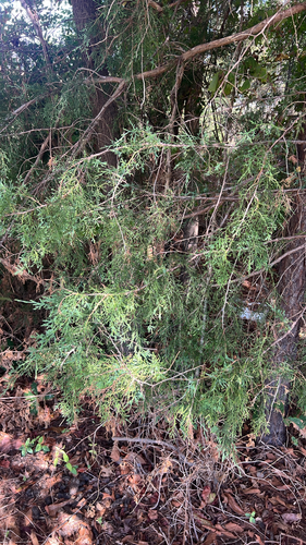 eastern redcedar