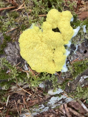 Dog Vomit Slime Mold
