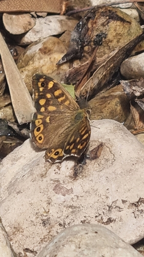 Speckled Wood