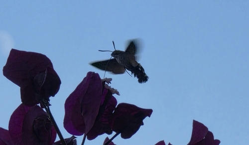 Eurasian Hummingbird Hawkmoth