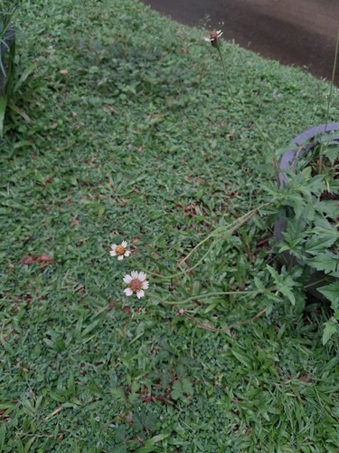 Tridax Daisy