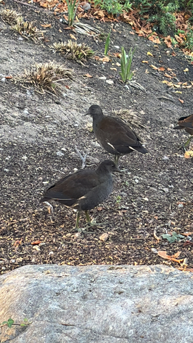Eurasian Moorhen