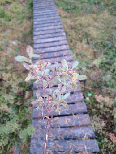 bog bilberry