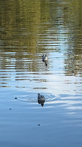 Black-headed Gull