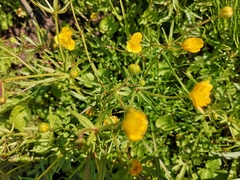Ranunculus auricomus