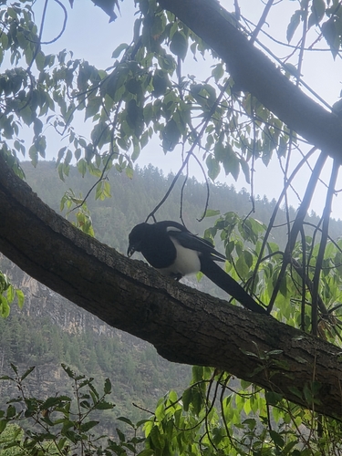Black-billed Magpie