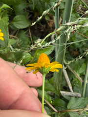 Acmella repens, photograph (c) Justin Williams, some rights reserved (CC BY)