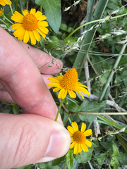 Acmella repens, photograph (c) Justin Williams, some rights reserved (CC BY)