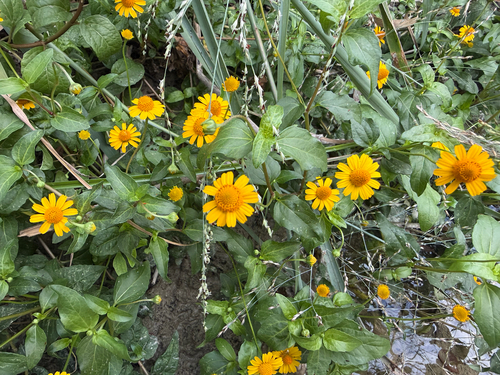 Acmella repens