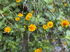 Acmella repens